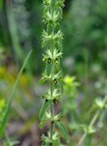 Sideritis montana