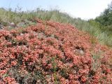 Ephedra dahurica