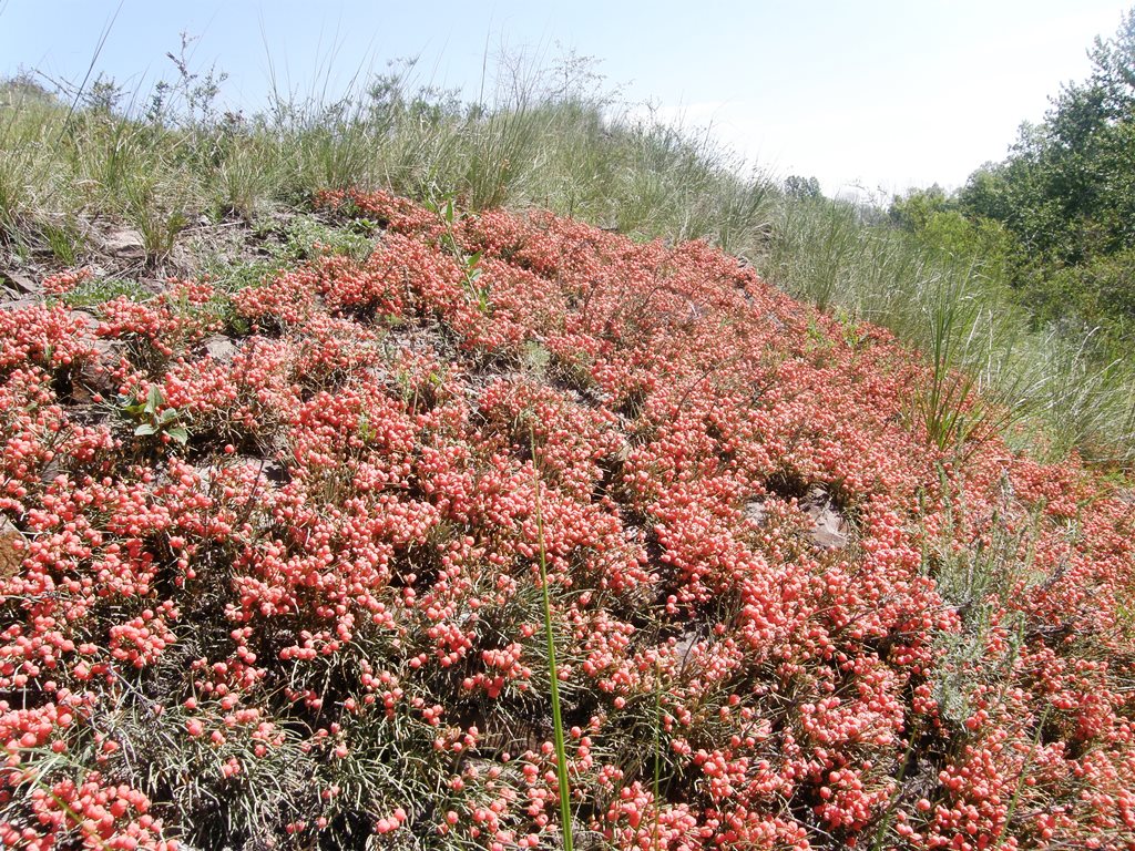 Image of Ephedra dahurica specimen.