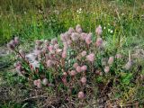 Trifolium arvense