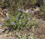 Echinops microcephalus