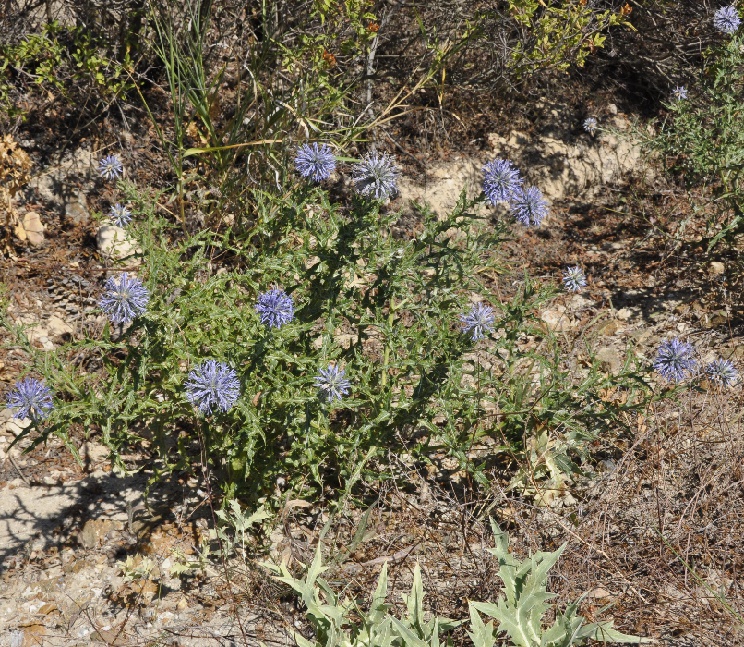 Image of Echinops microcephalus specimen.