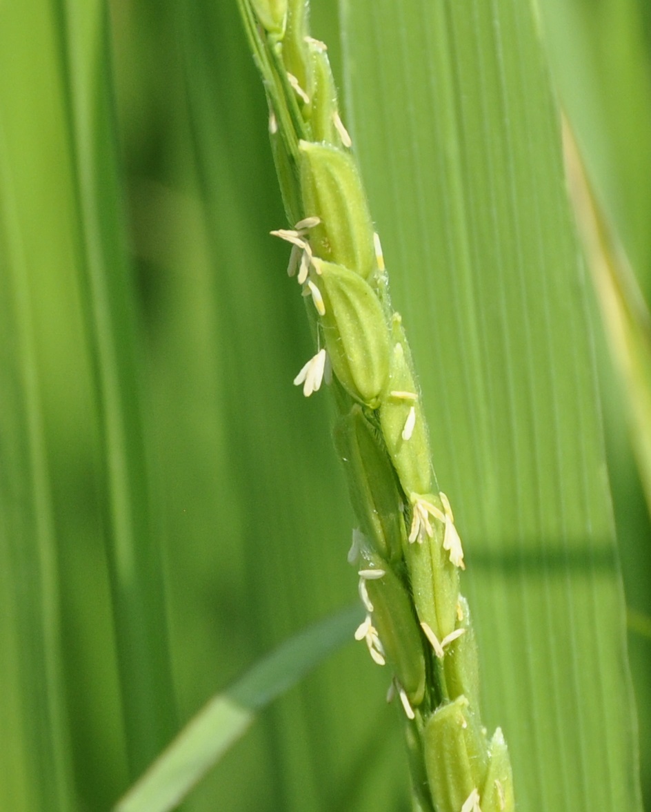 Image of Oryza sativa specimen.