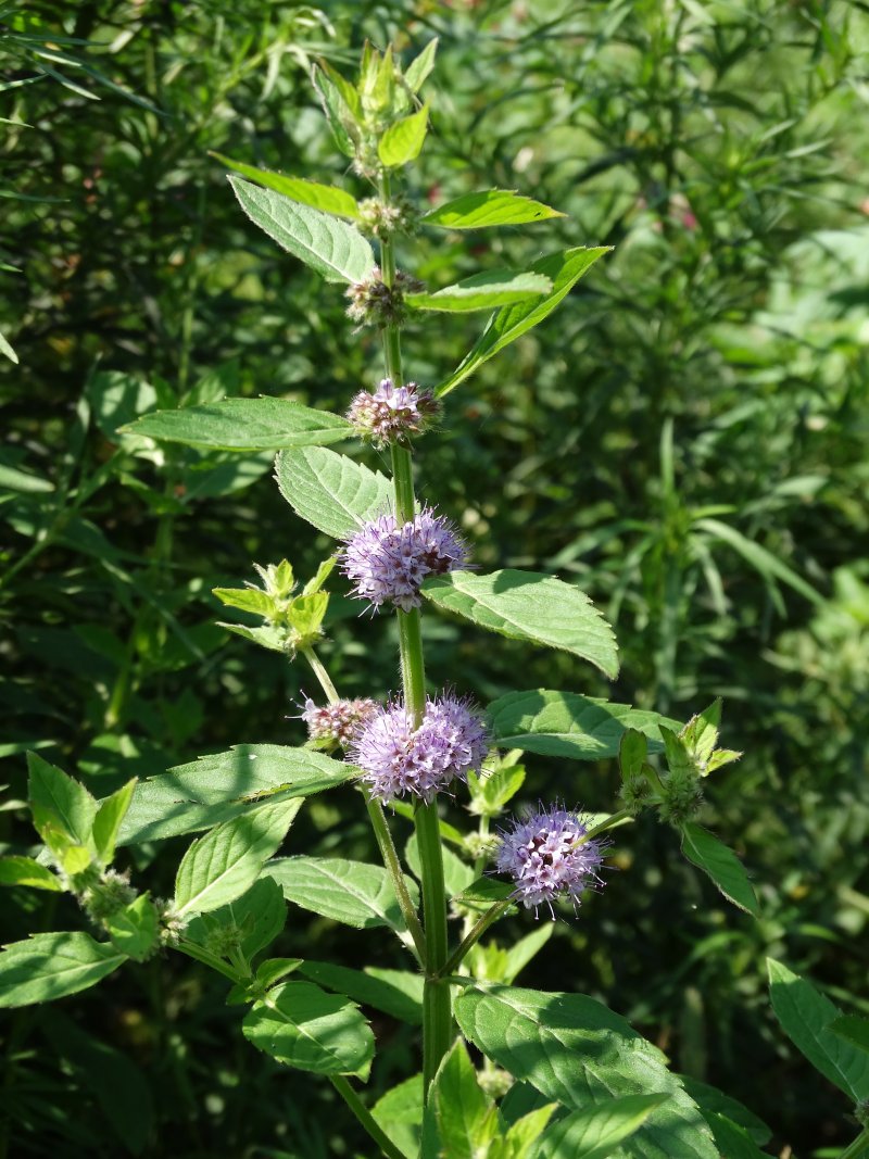 Image of Mentha canadensis specimen.