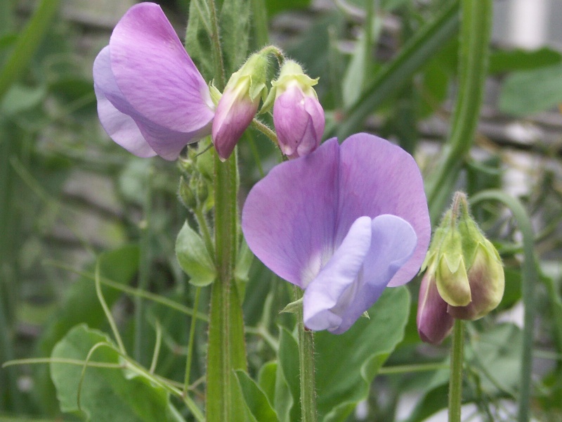 Image of Lathyrus odoratus specimen.