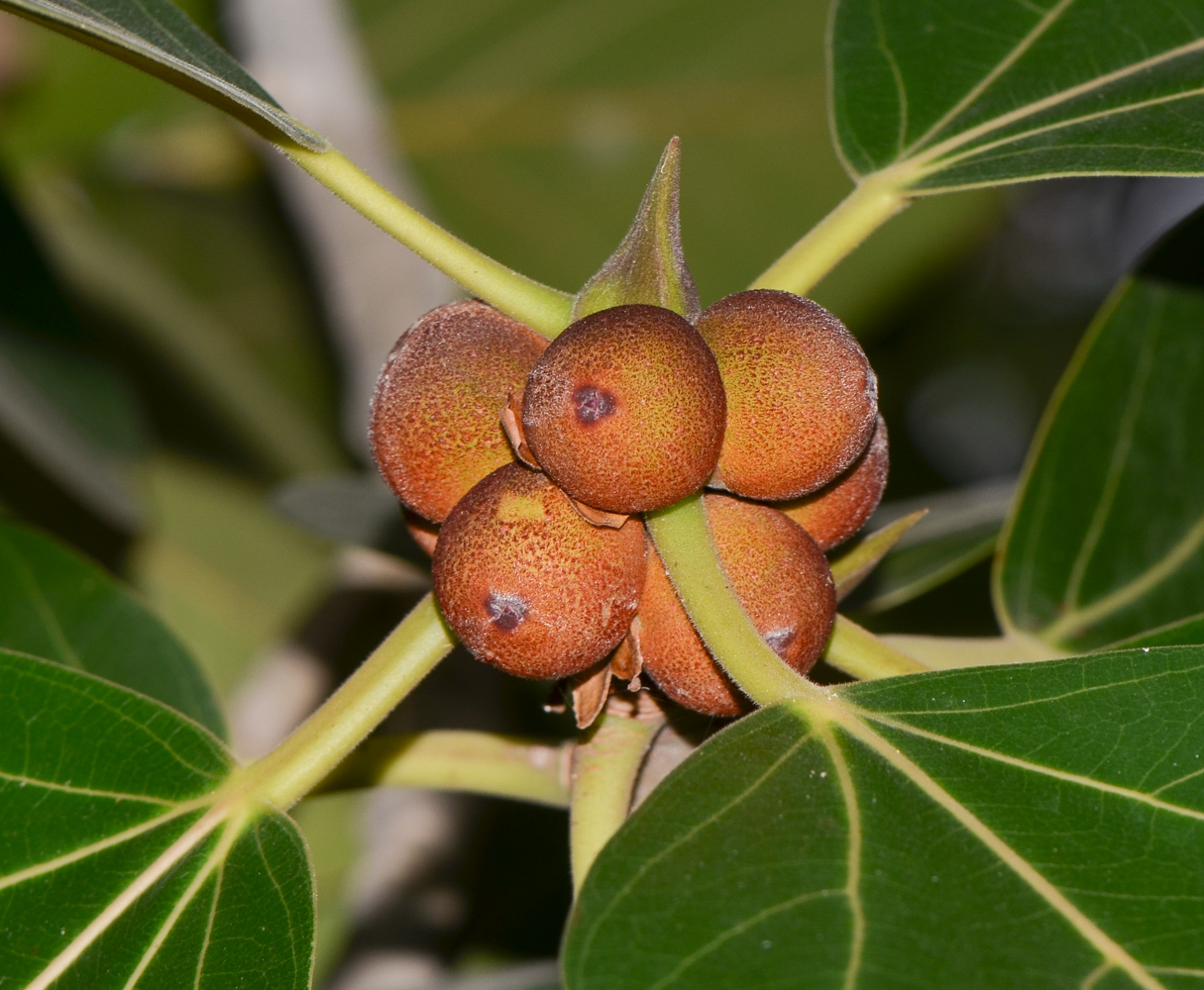 Image of Ficus benghalensis specimen.