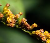 Solidago canadensis. Часть соцветия с отцветшими цветками. Московская обл., Раменский р-н, окр. дер. Хрипань, садовый участок. 25.08.2016.