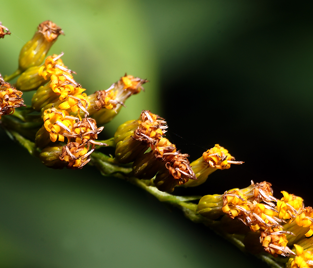 Изображение особи Solidago canadensis.