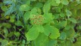 Spiraea betulifolia. Верхушка побега плодоносящего растения. Камчатский край, г. Петропавловск-Камчатский, южный склон горы Раковая, каменноберезовый лес. 30.08.2016.