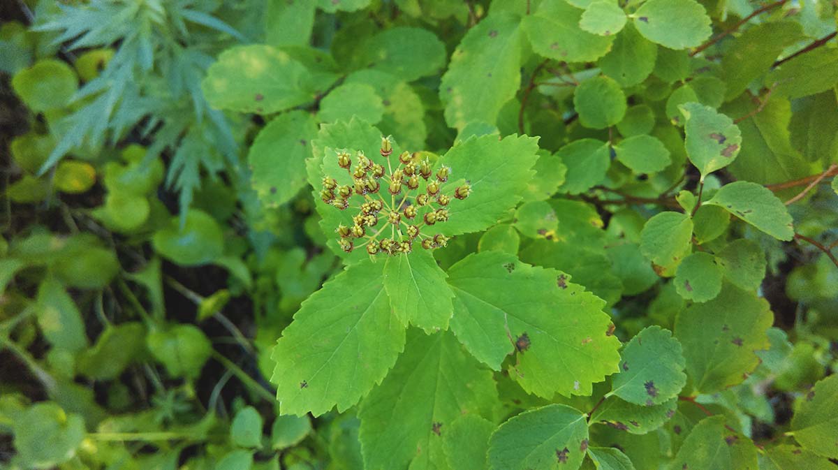 Image of Spiraea betulifolia specimen.