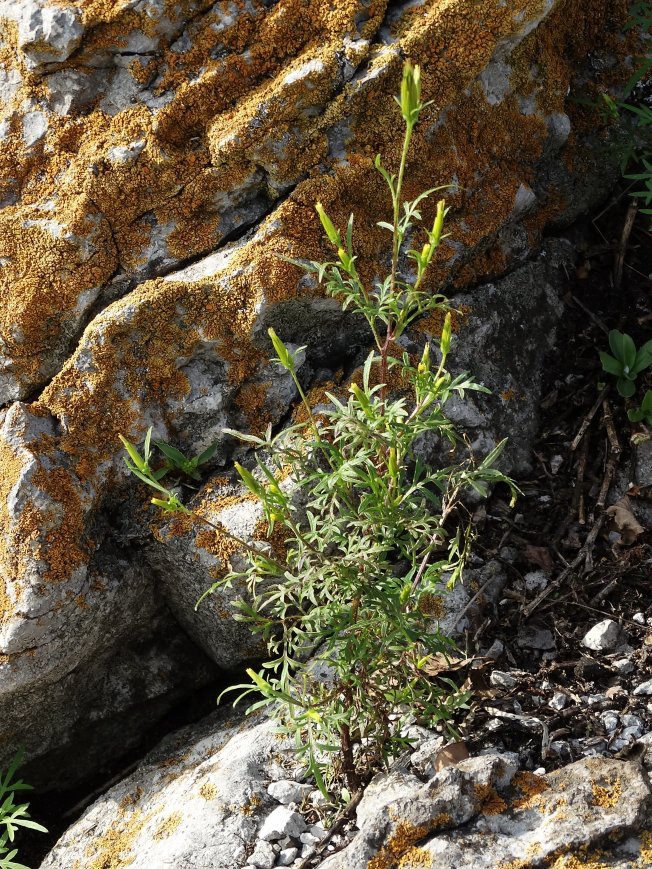 Image of Bidens parviflora specimen.