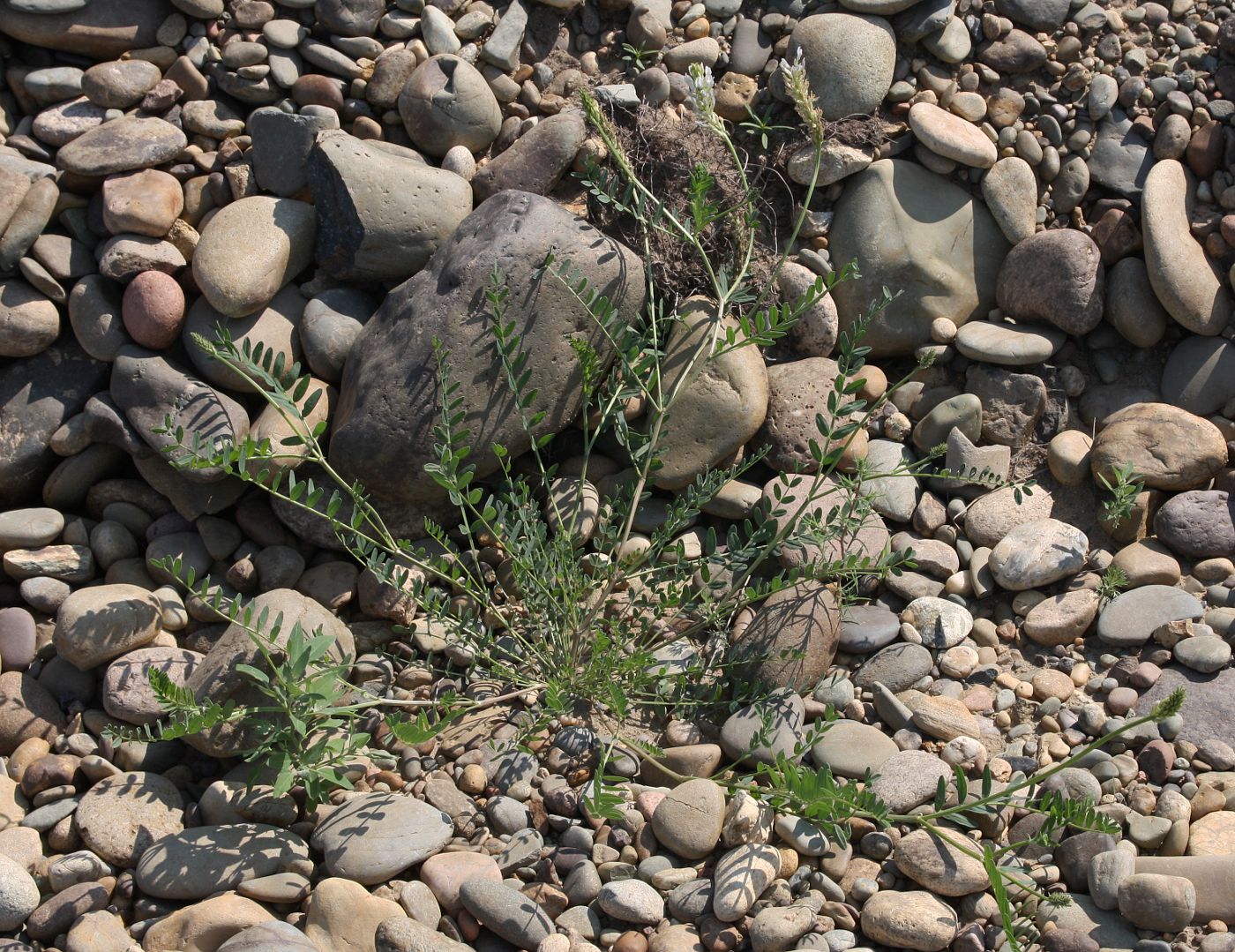 Image of Astragalus inopinatus specimen.