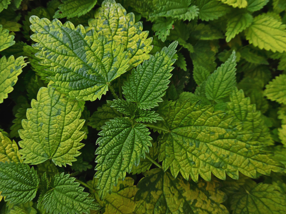 Изображение особи Urtica dioica.