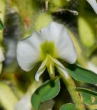 Astragalus aleppicus