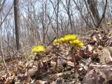 Adonis amurensis