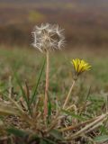 Taraxacum perenne. Побеги с соцветием и соплодием. Крым, Байдарская долина, залежь в окр. с. Орлиное. 27.10.2016.