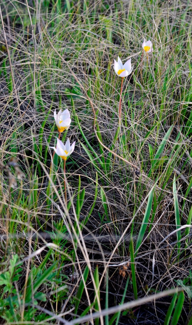 Image of Tulipa biebersteiniana var. tricolor specimen.