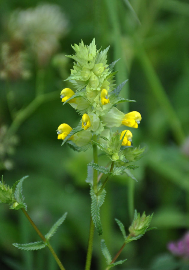 Изображение особи Rhinanthus minor.