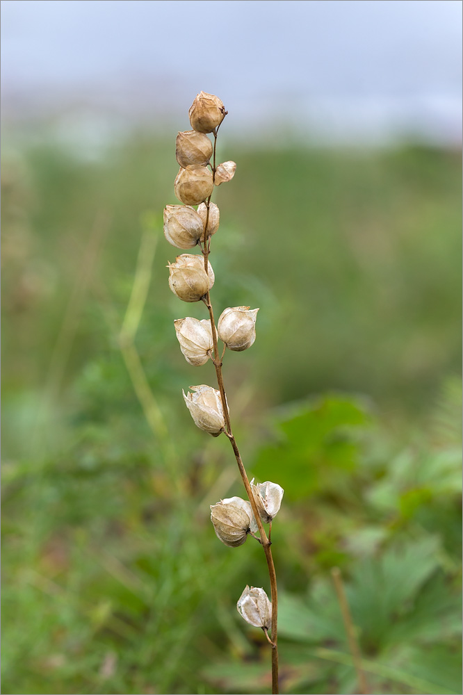 Image of Rhinanthus minor specimen.