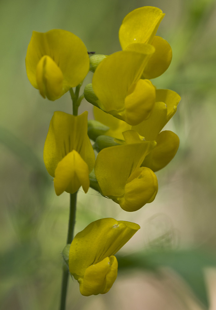 Изображение особи Lathyrus pratensis.