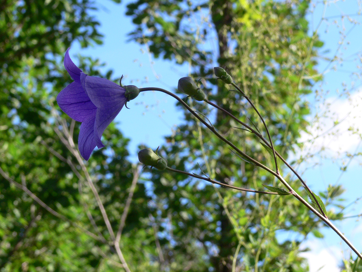 Изображение особи Platycodon grandiflorus.