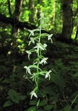Platanthera bifolia