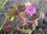 Geranium rotundifolium