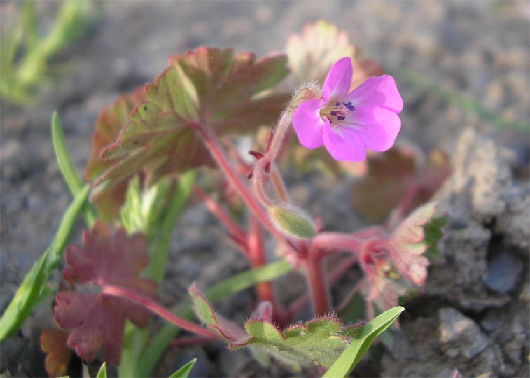 Image of Geranium rotundifolium specimen.