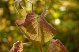 familia Lamiaceae. Листья в осенней окраске. Пермский край, Добрянский р-н, недалеко от ст. Полазна. 25 сентября 2016 г.