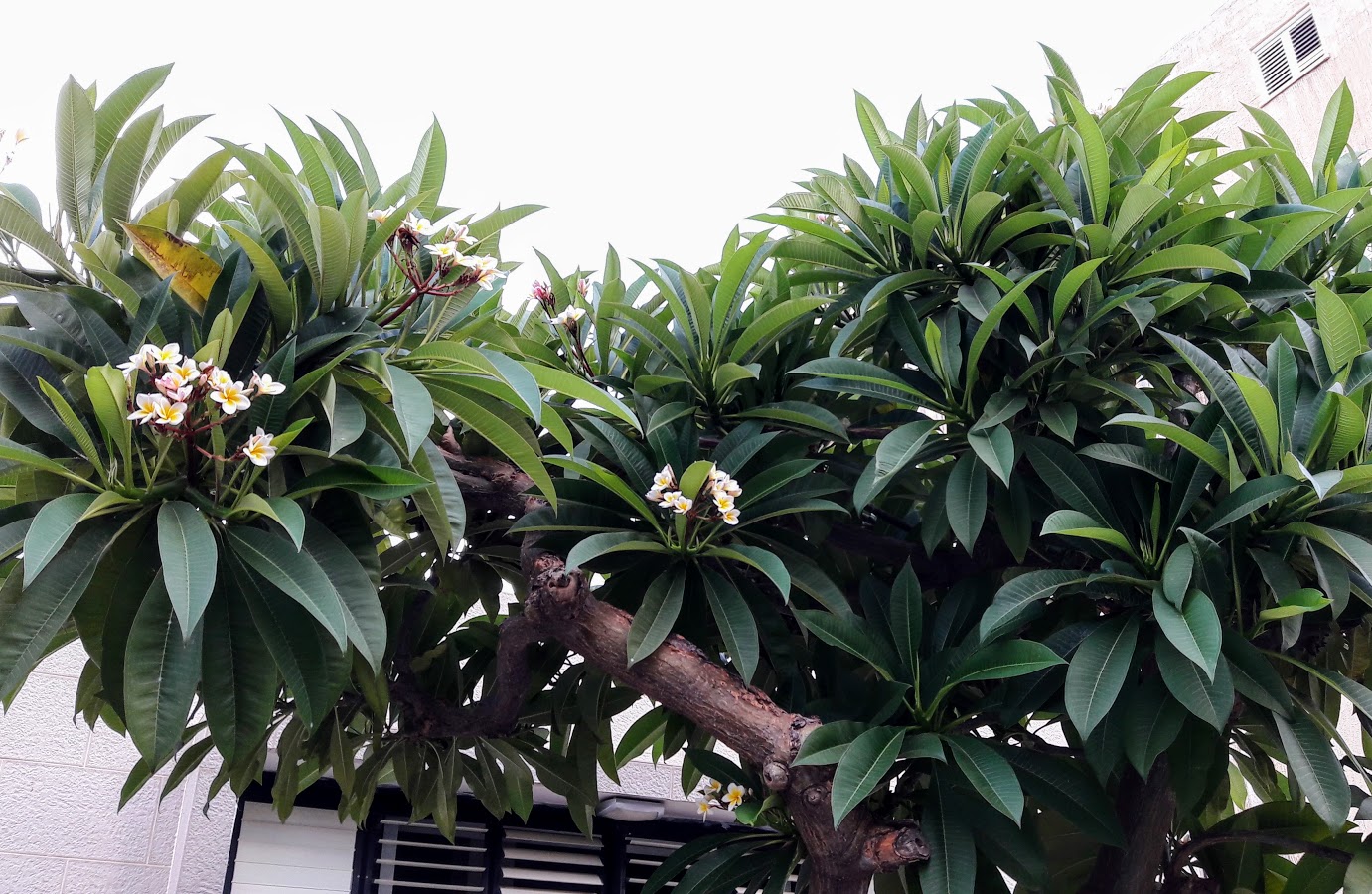Image of Plumeria rubra var. acutifolia specimen.