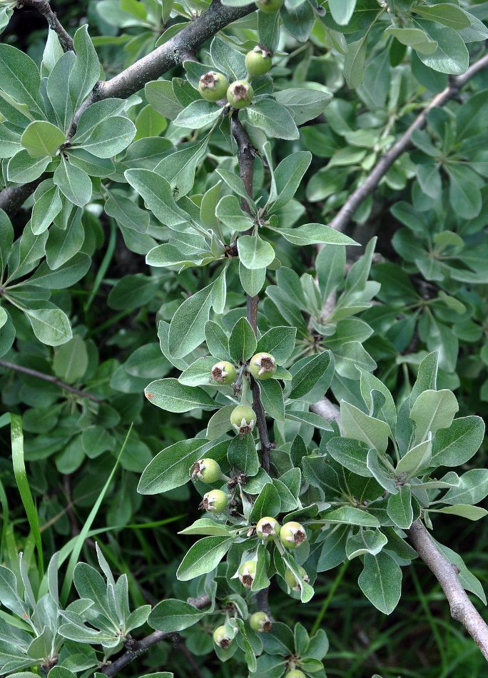 Image of Pyrus elaeagrifolia specimen.