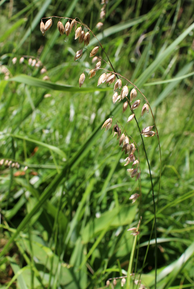 Image of Melica nutans specimen.