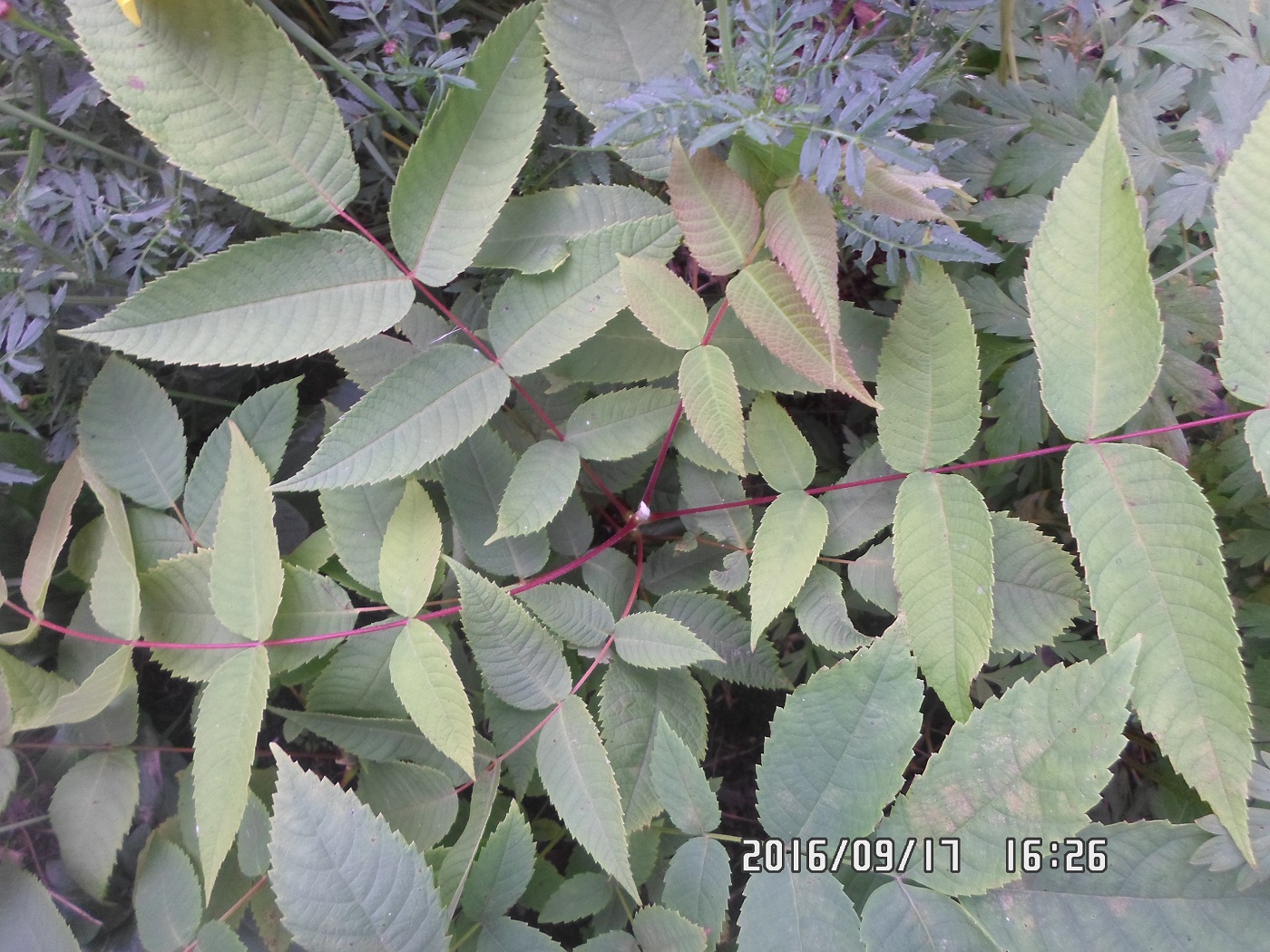 Image of Juglans mandshurica specimen.