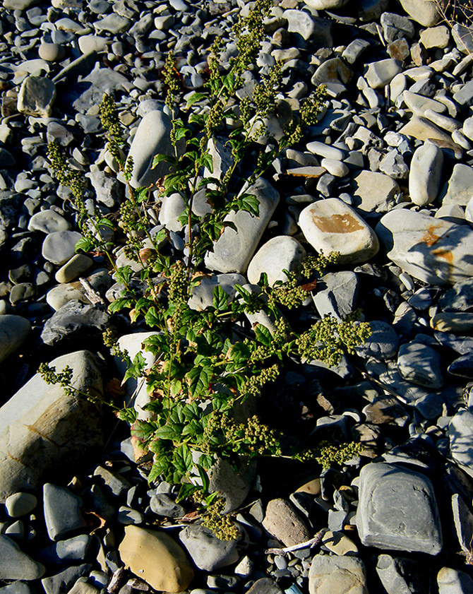 Image of Chenopodiastrum hybridum specimen.