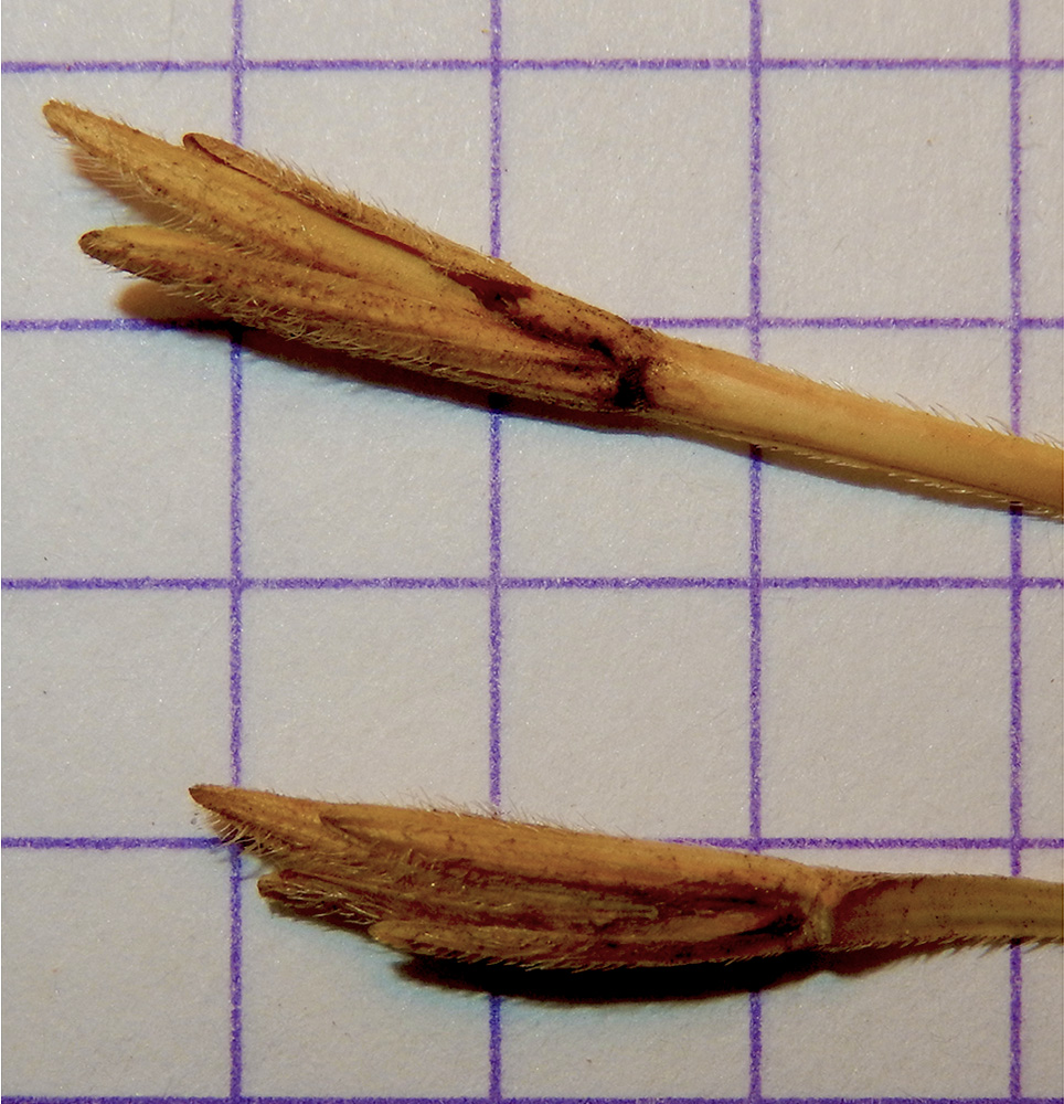 Изображение особи Elytrigia trichophora.