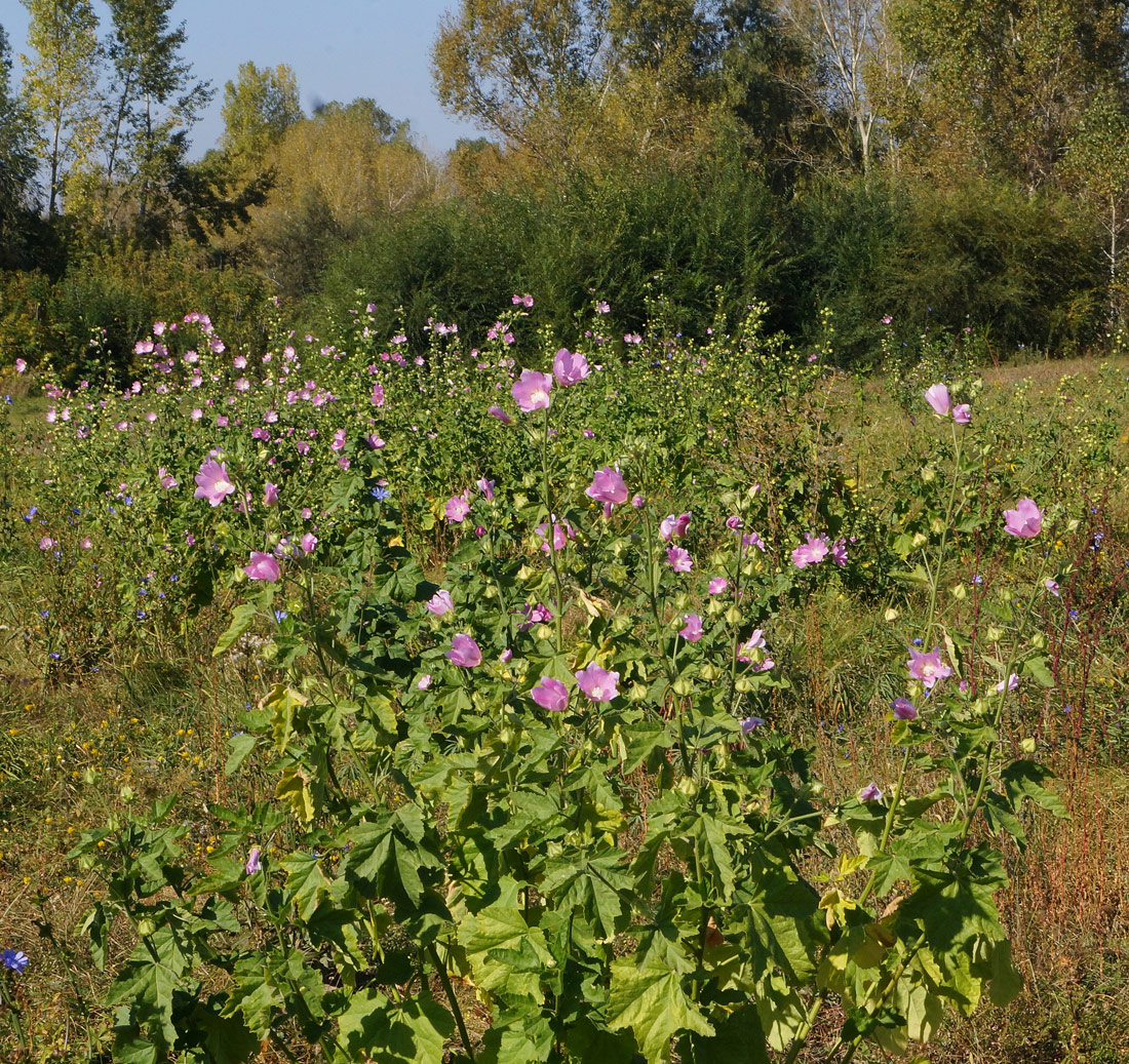 Image of Malva thuringiaca specimen.