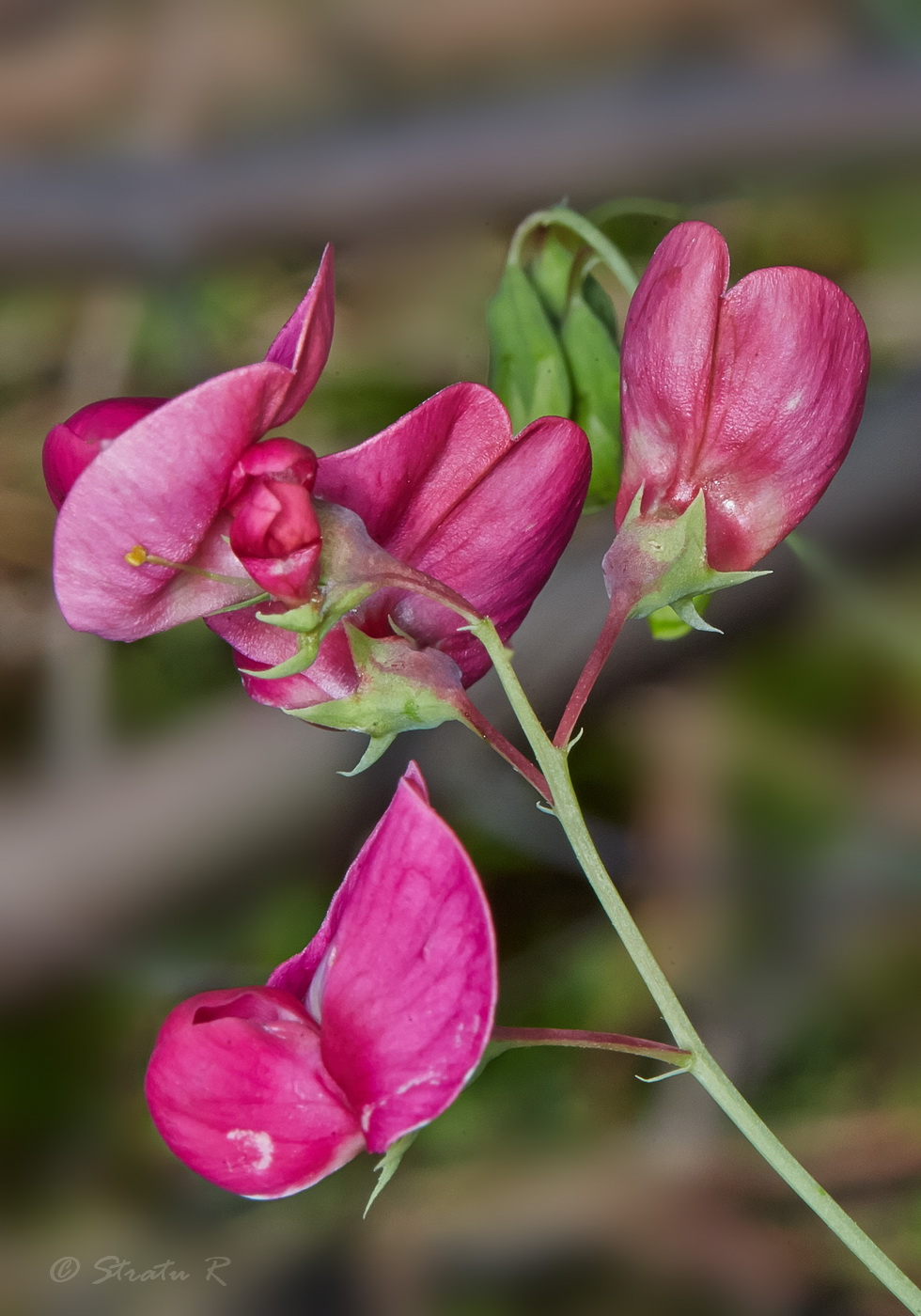 Image of Lathyrus tuberosus specimen.