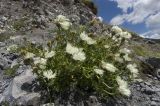 Centaurea cheiranthifolia. Цветущее растение. Кабардино-Балкария, долина р. Азау, южный склон Эльбруса, обочина дороги, ведущей к Терскольской обсерватории. 20 августа 2009 г.