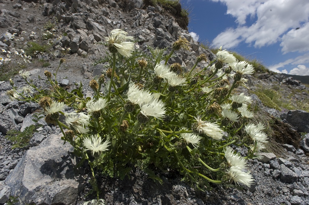 Изображение особи Centaurea cheiranthifolia.