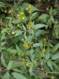 Bidens frondosa