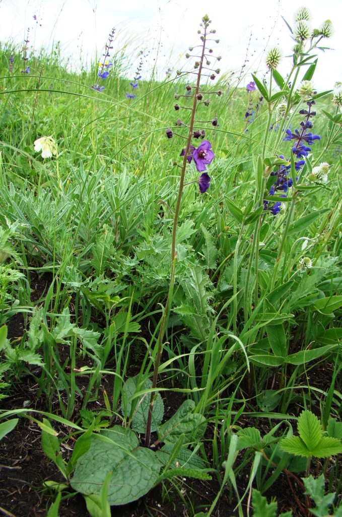 Изображение особи Verbascum phoeniceum.