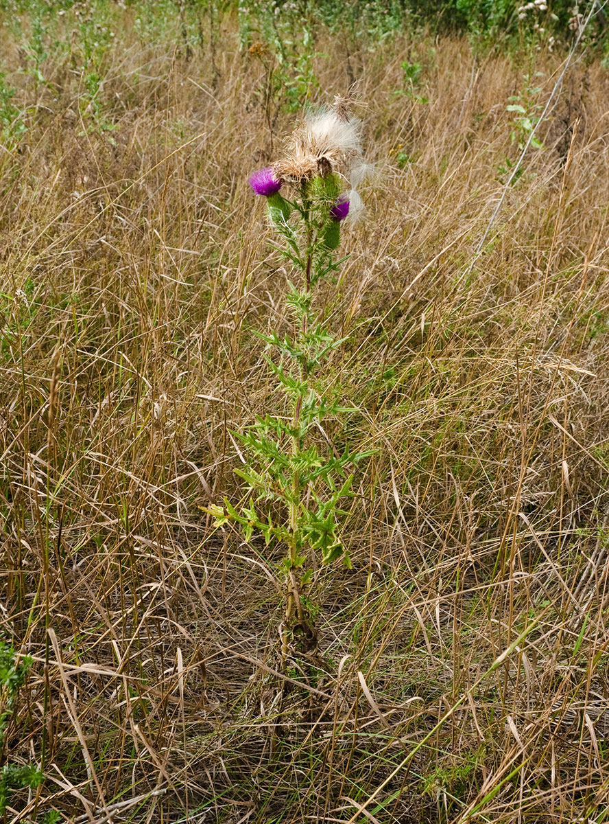 Image of Cirsium vulgare specimen.