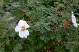 Rosa fedtschenkoana
