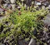 Sagina procumbens