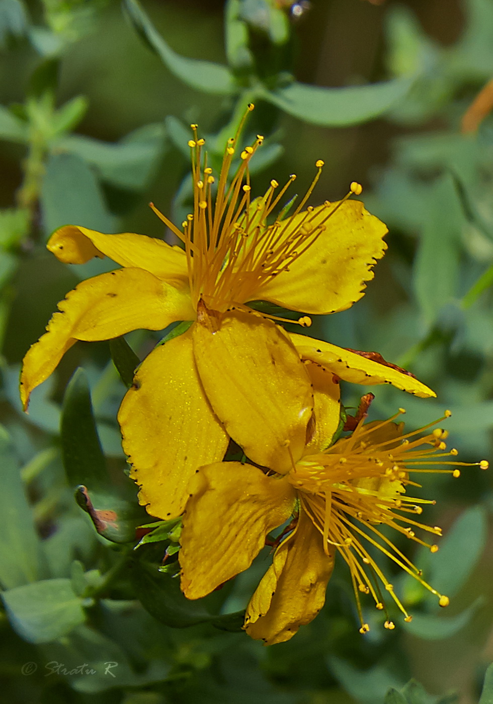 Image of Hypericum perforatum specimen.