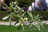 Pyrus salicifolia. Ветвь с бутонами. Украина, г. Луганск, парковый комплекс педуниверситета, в культуре. 26.04.2017.