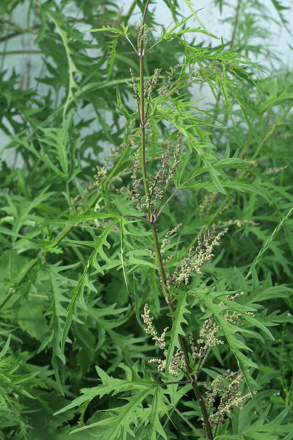 Image of Urtica cannabina specimen.