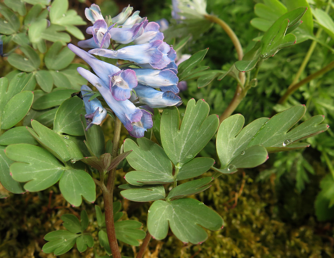 Image of Corydalis turtschaninovii specimen.