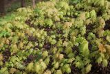 Acer platanoides