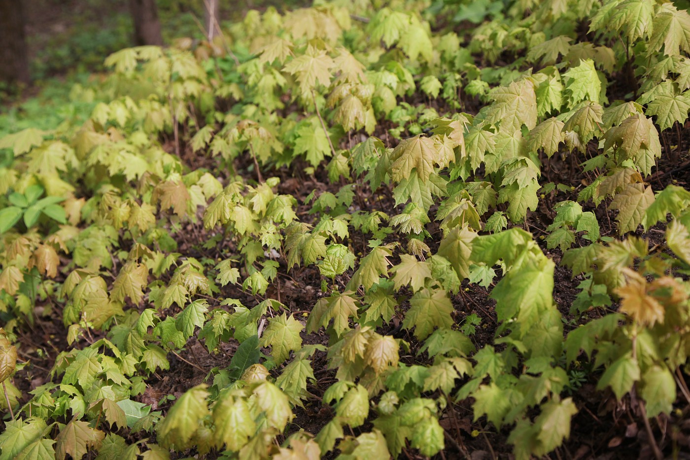 Image of Acer platanoides specimen.